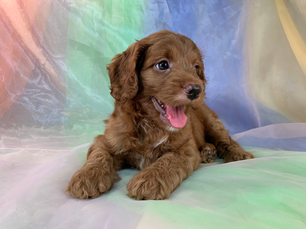 Male Cockapoo, Red F1, DOB 6-12-2022, $1200
